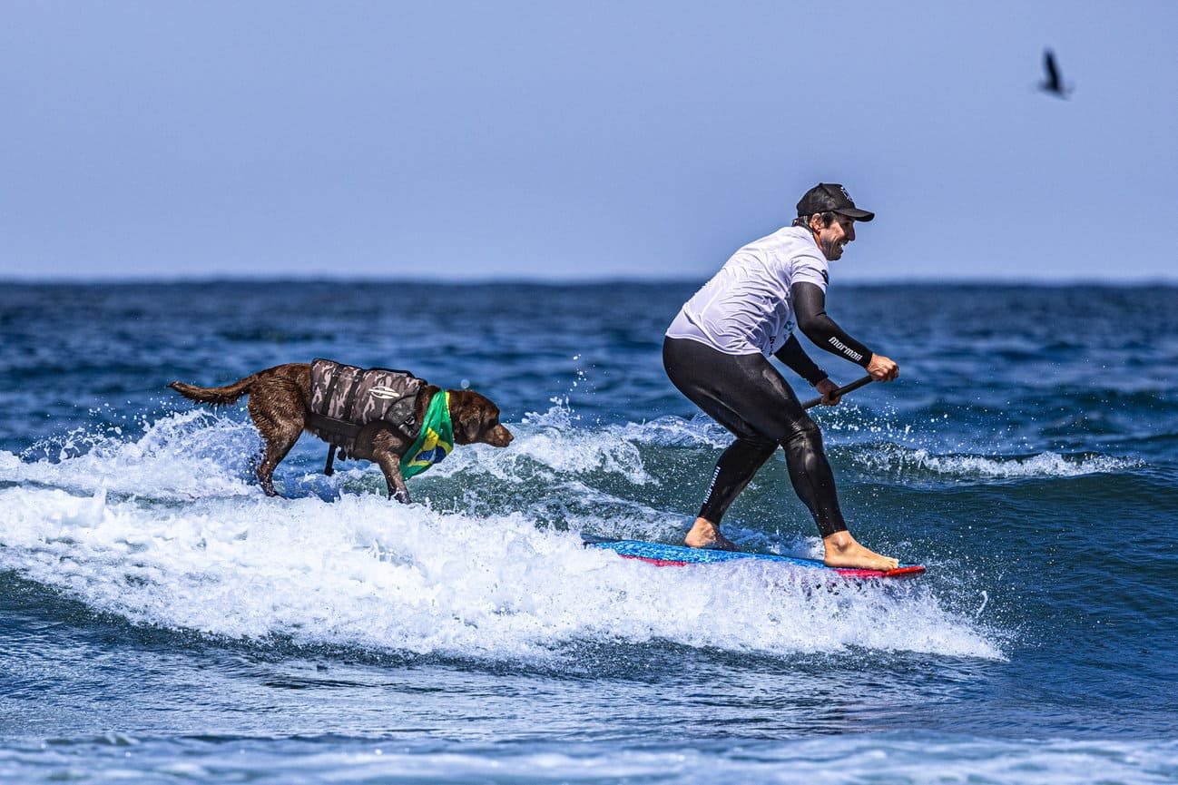 Labradora brasileira vence Campeonato Mundial de Surfe para Cães